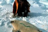 Aktivistka Greenpeace nastříkala v roce 1980 barvu na tulení kůži, aby se stala bezcenná pro lovce.