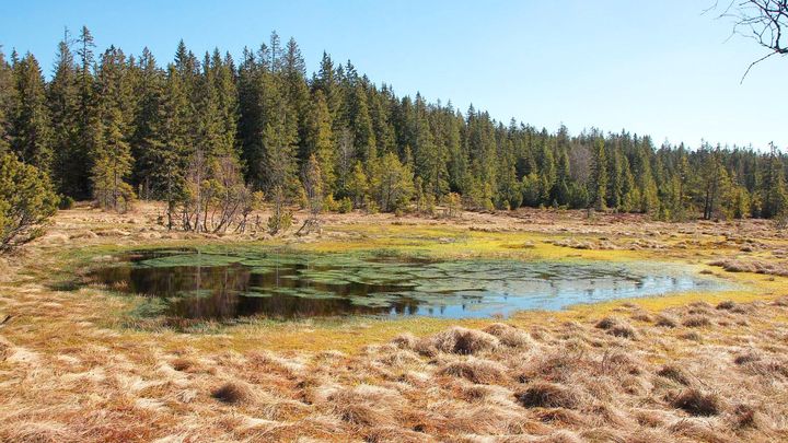 Šumavskou divočinou, kaňony, rašeliništi a slatěmi prošlo letos s průvodci 900 lidí