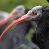 Ibis skalní