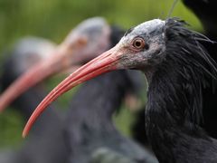 Jedním z kriticky ohrožených druhů je ibis skalní. Pět set kusů tohoto ptáka žije v jižním Maroku.