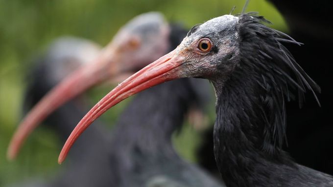 Jeden z ibisů skalních svůj výlet mimo voliéru nepřežil. (Ilustrační foto)
