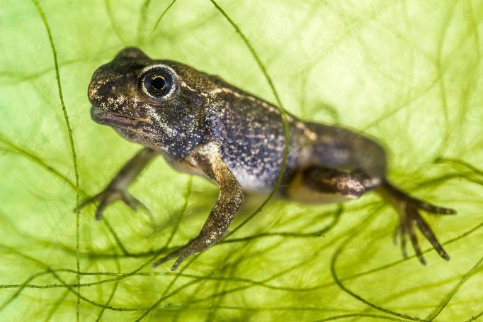 Underwater Photographer of the Year 2020 - vítězné fotografie