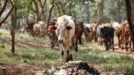 Plastové sáčky jsou všude v okolí Nairobi. Krávy je často spasou spolu s trávou.