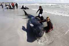 Na mělčině v Austrálii uhynulo dvanáct velryb