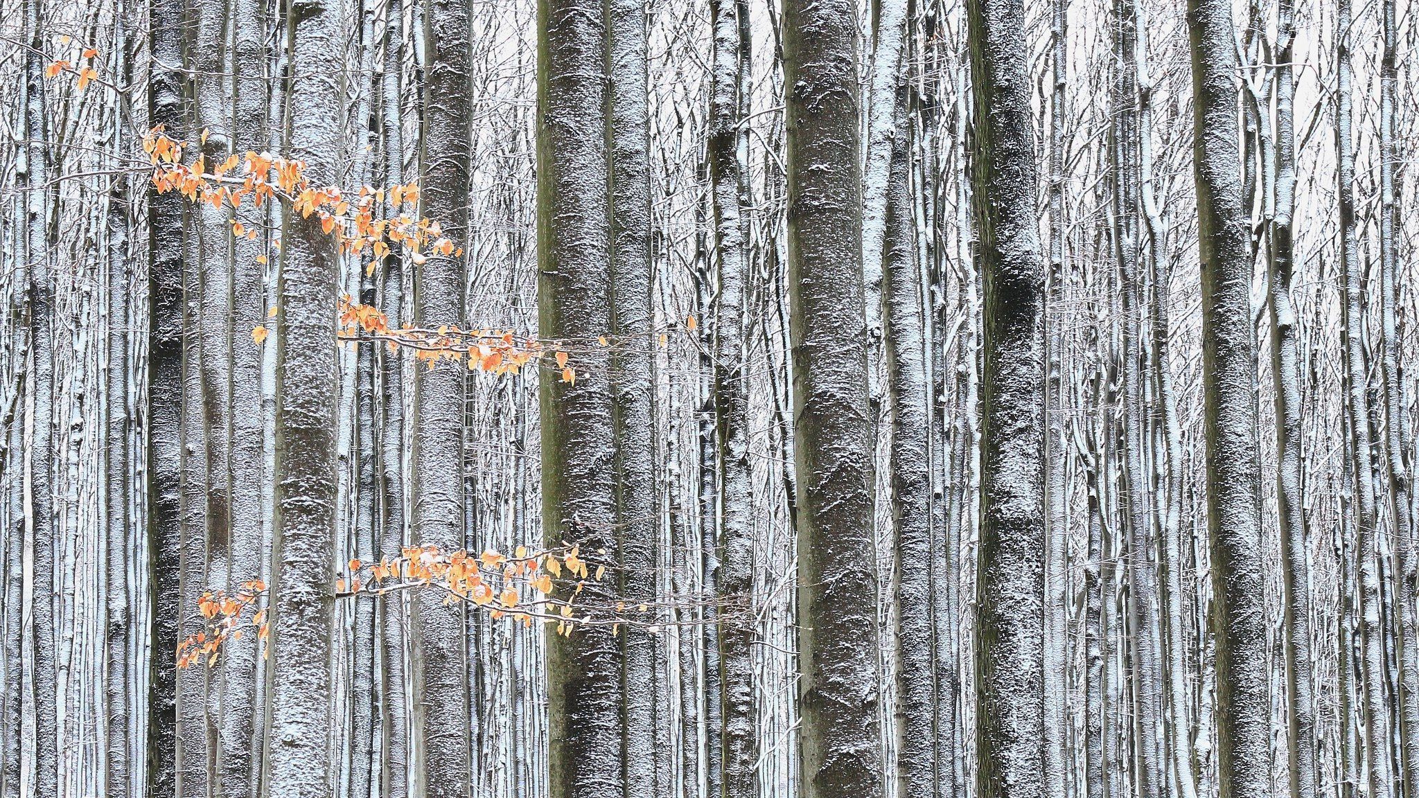 Nominace na Czech Nature Photo 2020