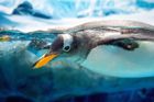 Tučňáci a vydry v japonském akváriu odmítají jíst levné ryby, chtějí to co dřív
