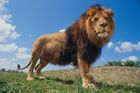 Slavného afrického lva Cecila zabil zubař z Minnesoty