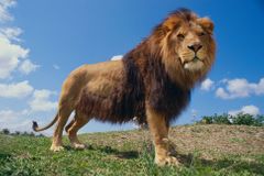 Chovatele na Vsetínsku zabil lev, potvrdily to pitva i záběry z kamer