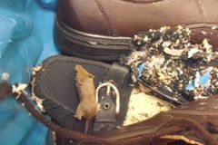 V Penny Marketu našli myší hnízdo, obchod musel zavřít