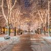 Vánoce osvětlení výzdoba stromy Boston