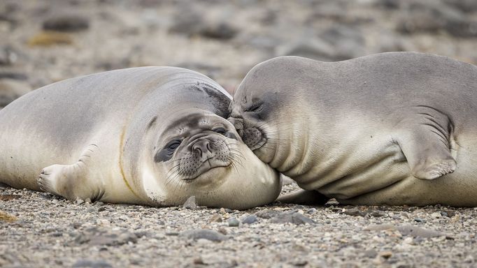 Comedy Wildlife Photography Awards - ukázky snímků z ročníku 2022