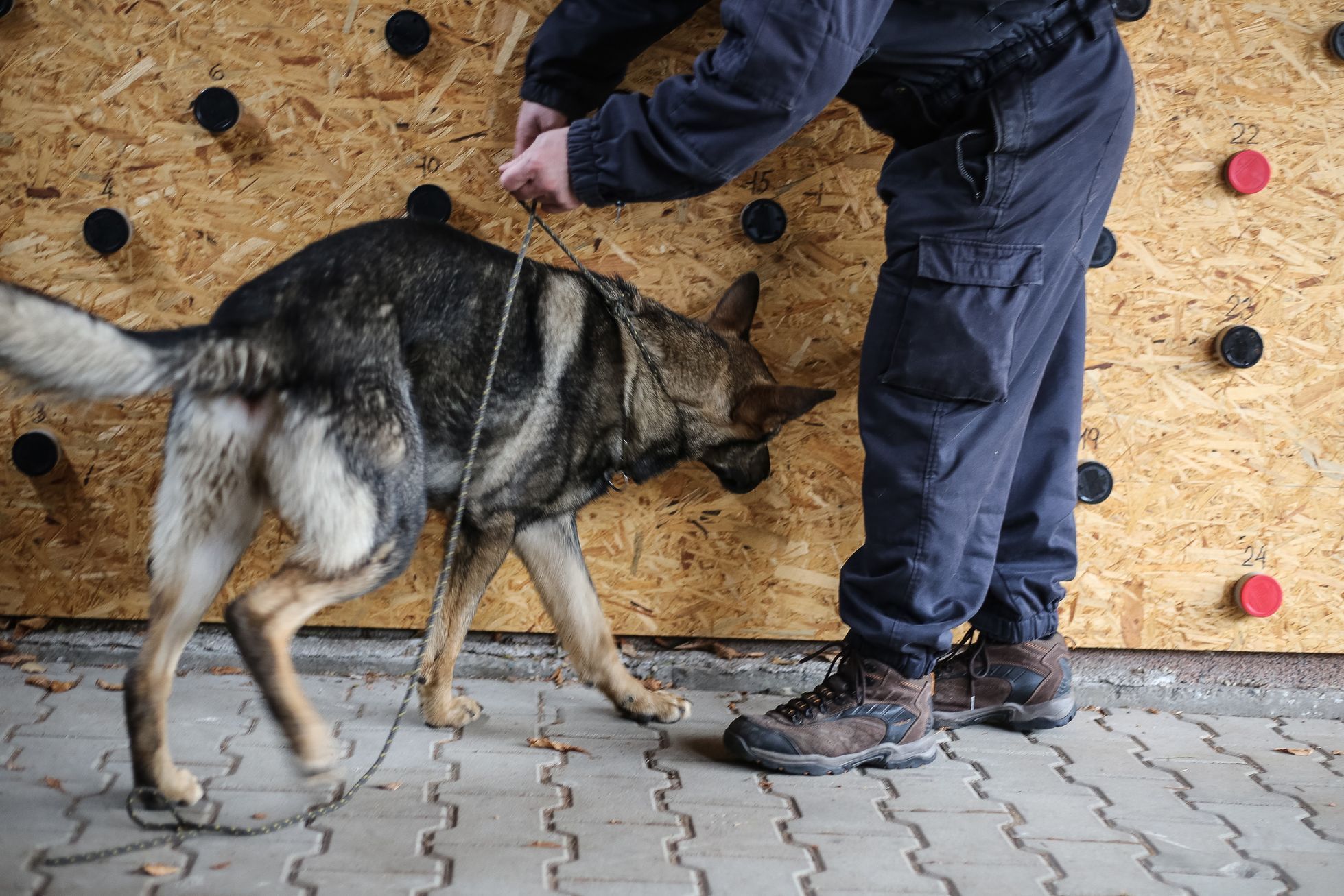 Výcvik policejních psů na hledání výbušnin, tzv. pyropsů