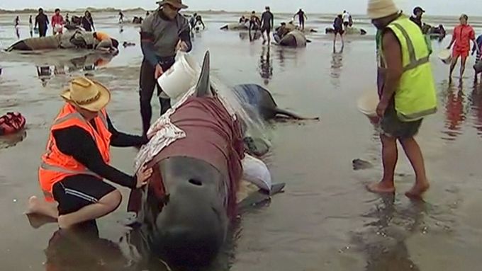 Stovky velryb uvázly na novozélandské pláži. Dobrovolníci se je snaží zachránit