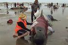 Na novozélandské pláži uvázly stovky velryb, přeživší kytovce se snaží zachránit dobrovolníci
