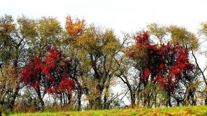 Kohout a vlk - 30. 10. 3011 u Sýkořice.