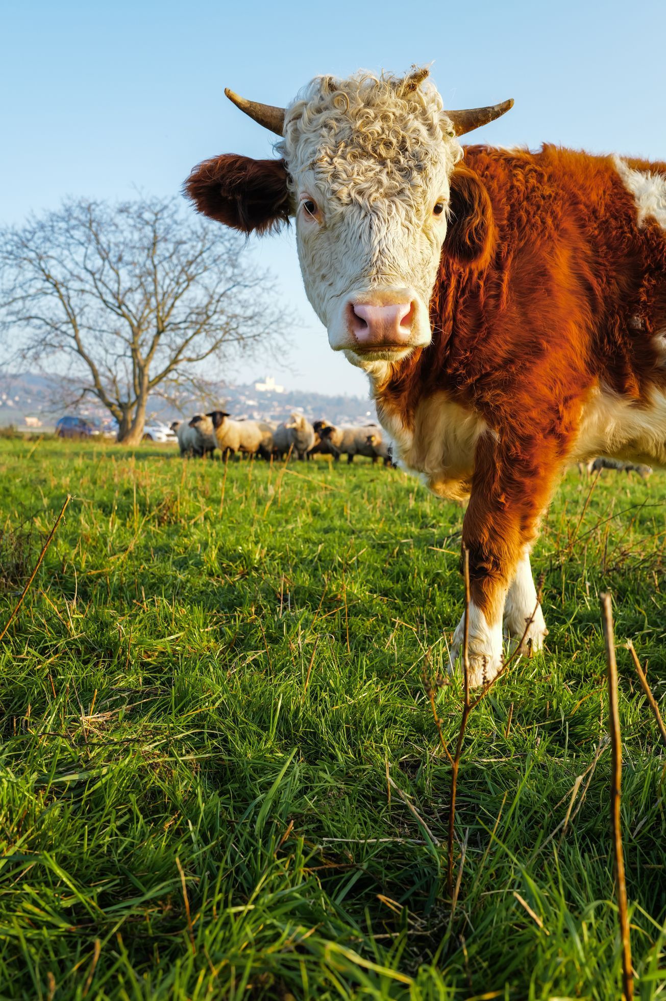 marek slovacek, mezi poli