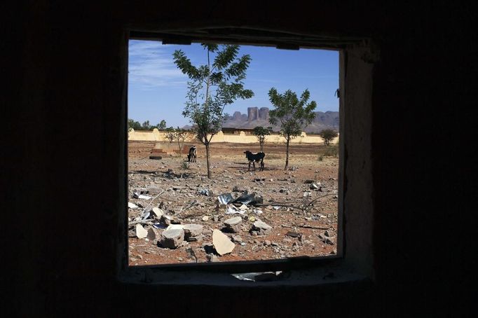 Cows graze in a compound hit by French air strikes Douentza January 29 2013. The compound was used by radical Islamist group MUJAO and was hit by French air strikes over a week ago. REUTERS/Joe Penney (MALI - Tags: CIVIL UNREST POLITICS CONFLICT TPX IMAGES OF THE DAY ANIMALS) Published: Led. 29, 2013, 2:07 odp.