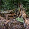 Jetřichovice les přirozená obnova České Švýcarsko