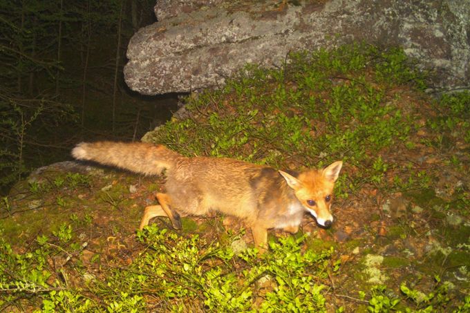 Liška obecná. Záběr z fotopasti instalované na území CHKO – Brdy (výřez ze snímku)
