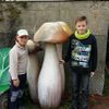 NEPOUŽÍVAT !!! Fotosoutěž houby 2017