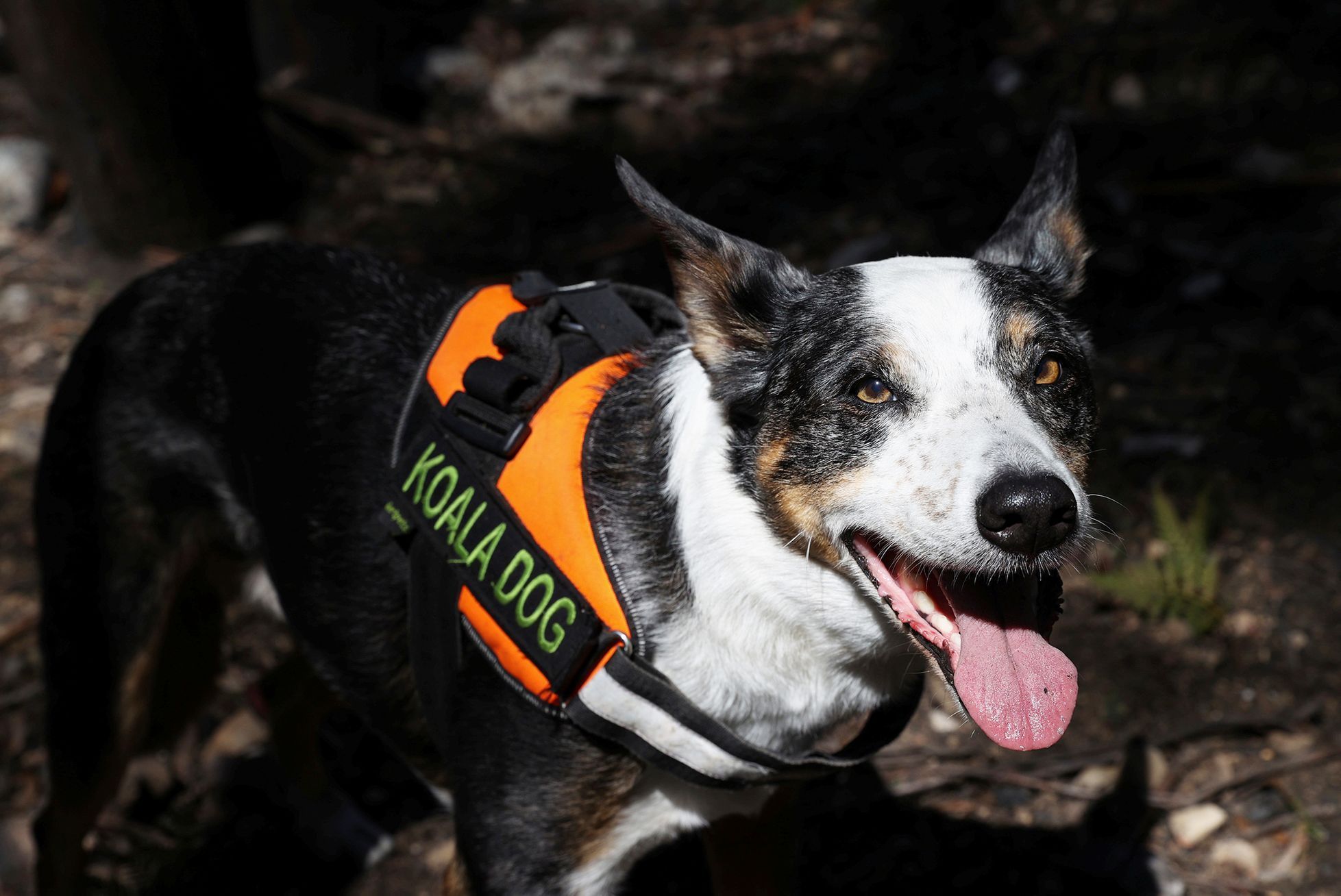 Jednorázové užití / Fotogalerie / Spása koal, která vám zachrání den