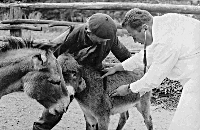 Osli domácí v ohradě v dolní části Brněnské Zoo. 50. léta