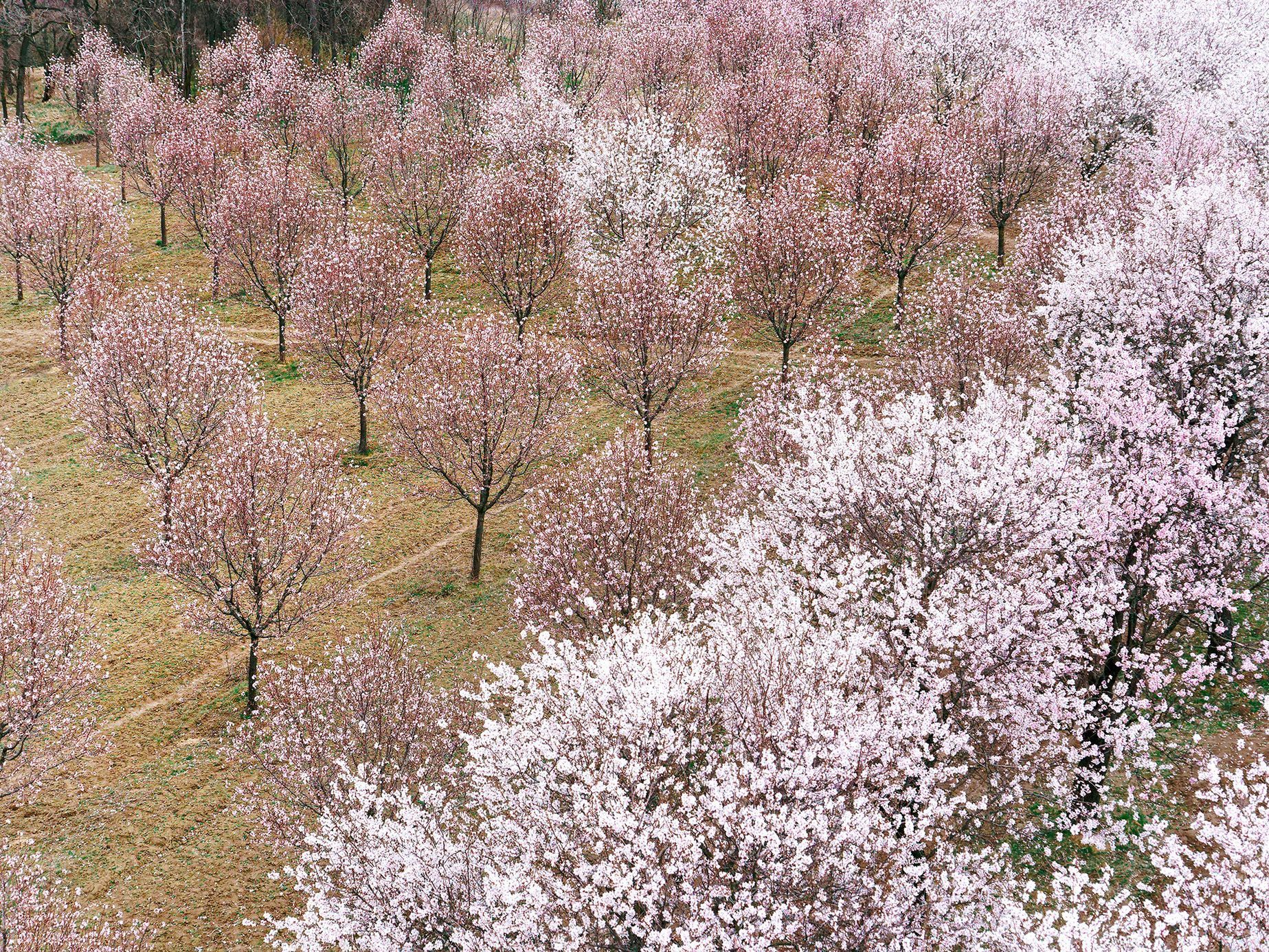 Mandloňové sady v Hustopečích v plném květu, březen 2024