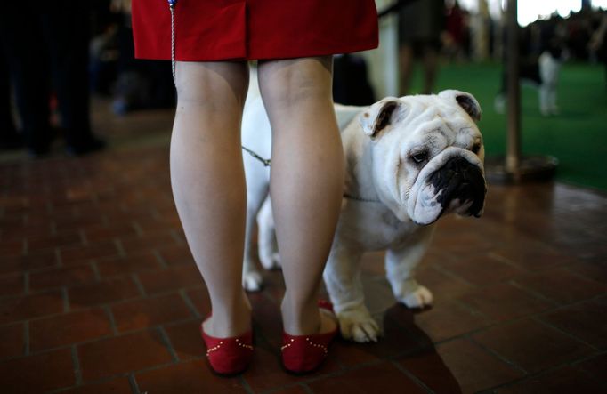 Westminster Kennel Club's Dog Show v New Yorku