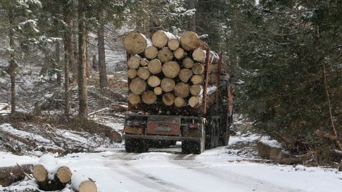 Kácet, nebo nekácet, o to vedou spor lesníci s ekology.