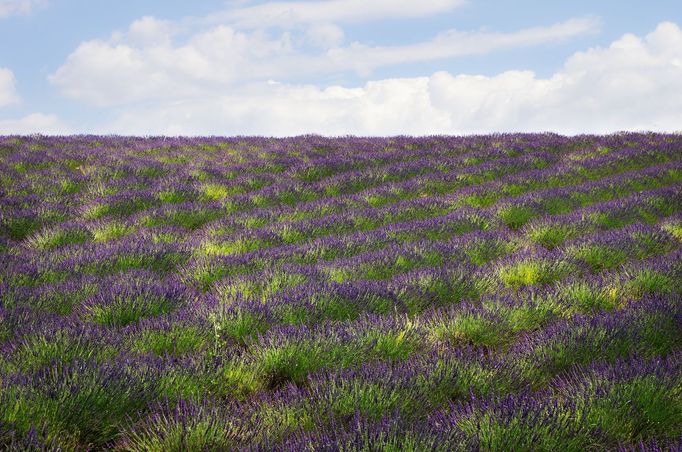 Levandulová pole v Provence