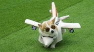 Na psím mole, jeden corgi v originálním převleku si vysloužil titul „nejstylovější běžec dne“. Vítězem však byl podle přítomných diváků úplně každý.