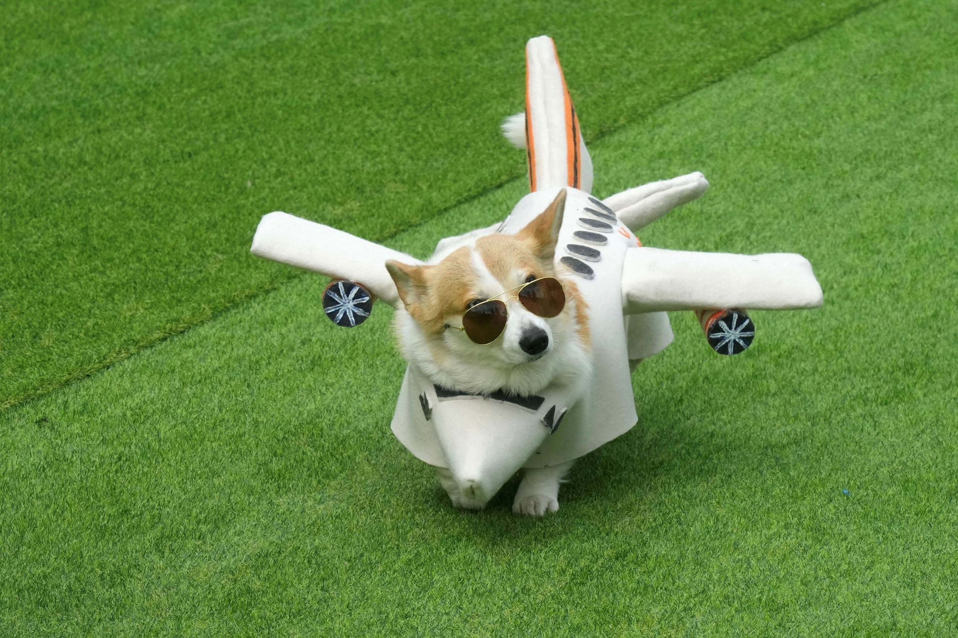 Vilnius, Corgi, pes, závody, Litva, přehlídka, zábava