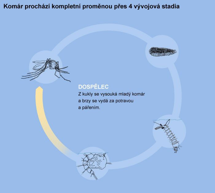 Vývojové fáze komára - dospělec