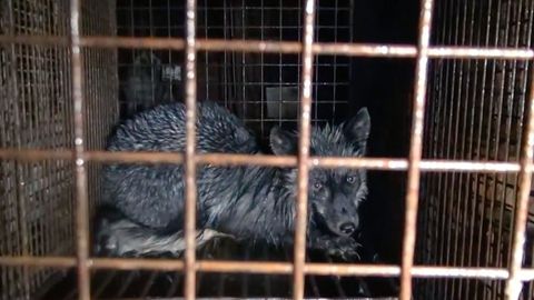 Aktivista: Chov divokých zvířat na kožešiny musíme zakázat