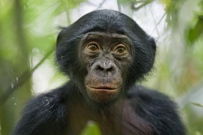 Christian Ziegler, a German photographer working for National Geographic Magazine, won the 3rd Prize in the Nature Stories category of the 2014 World Press Photo contest for his series of pictures which include this one of a five-year-old bonobo near the Kokolopori Bonobo Reserve in the Democratic Republic of Congo taken January 25, 2011.