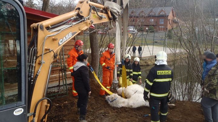 V Hulíně na silvestra spadl do rybníka velbloud, hasiči ho vytáhli bagrem