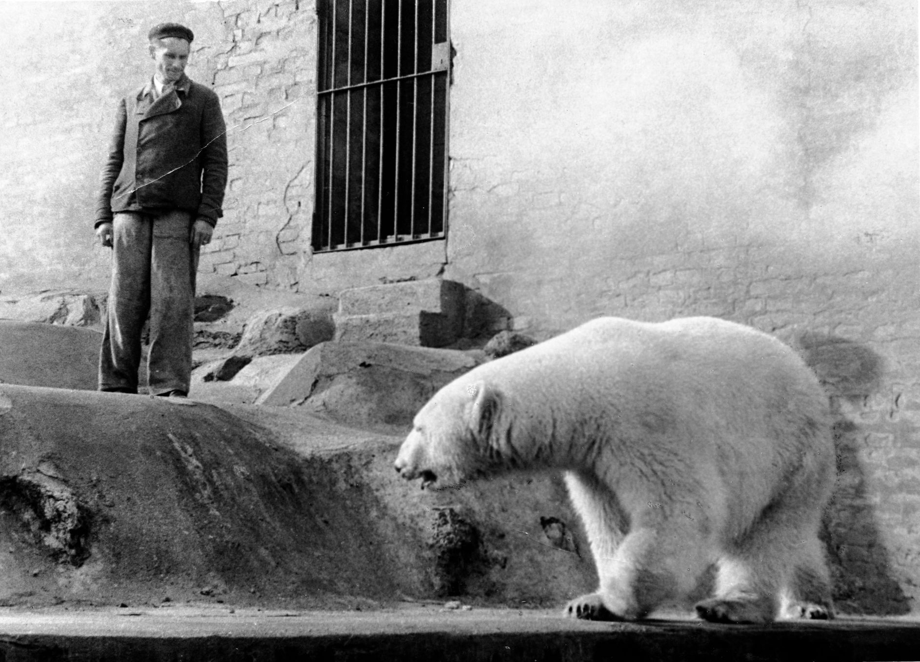 Polárka Zoo Praha lední medvěd