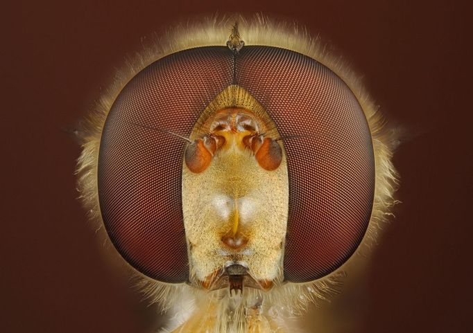 Head with compound eyes of a Hover-fly, Episyrphus sp. Note the short antennae. Head with compound eyes of a Hover-fly, Episyrphus sp. Note the short antennae.