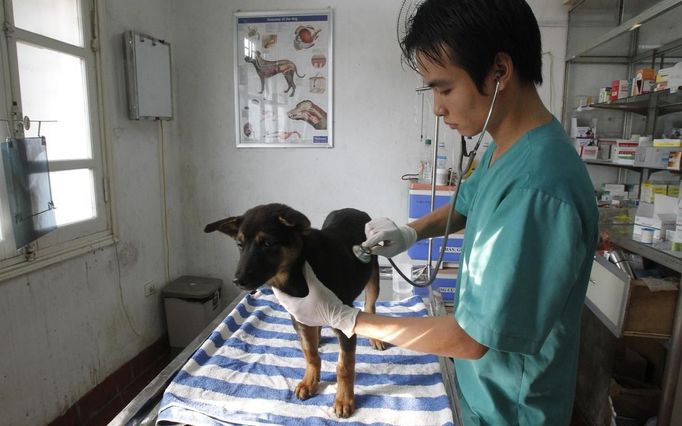 Veterinář vyšetřuje svého psího pacienta na hanojské klinice.