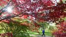 A visitor walks past changing autumn leaves at the Westonbirt Arboretum in southwest England October 18, 2012. REUTERS/Toby Melville (BRITAIN - Tags: ENVIRONMENT SOCIETY) Published: Říj. 18, 2012, 5:25 odp.