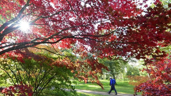 A visitor walks past changing autumn leaves at the Westonbirt Arboretum in southwest England October 18, 2012. REUTERS/Toby Melville (BRITAIN - Tags: ENVIRONMENT SOCIETY)