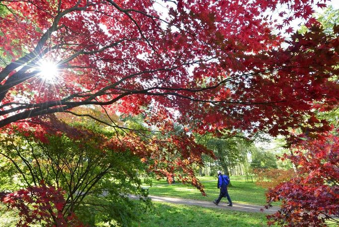 A visitor walks past changing autumn leaves at the Westonbirt Arboretum in southwest England October 18, 2012. REUTERS/Toby Melville (BRITAIN - Tags: ENVIRONMENT SOCIETY) Published: Říj. 18, 2012, 5:25 odp.