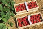O samosběry jahod ve středních Čechách je zájem, zákazníci si oproti loňsku připlatí