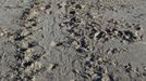 With turtle tracks in the foreground, turtle volunteers check over the location of a nest laid overnight on Litchfield Beach, South Carolina August 9, 2012 . Turtle volunteers walk the area's beaches along South Carolina's coast daily during the nesting season, looking for signs of turtle activity and keeping tabs on the progress of the endangered species of turtles that lay their eggs along the coast. REUTERS/Randall Hill (UNITED STATES - Tags: ANIMALS ENVIRONMENT) Published: Srp. 21, 2012, 12:50 odp.