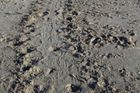 V době kladení želvích vajec s kolegy pozorně sleduje místní pláže. Podle stop v písku dokážou želví ochranáři...