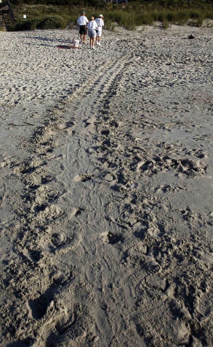 With turtle tracks in the foreground, turtle volunteers check over the location of a nest laid overnight on Litchfield Beach, South Carolina August 9, 2012 . Turtle volunteers walk the area's beaches along South Carolina's coast daily during the nesting season, looking for signs of turtle activity and keeping tabs on the progress of the endangered species of turtles that lay their eggs along the coast. REUTERS/Randall Hill (UNITED STATES - Tags: ANIMALS ENVIRONMENT) Published: Srp. 21, 2012, 12:50 odp.