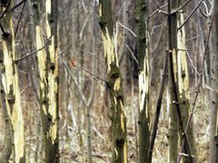 Takto vypadají stromy poškozené lesní zvěří. Snímek je z Krušných hor