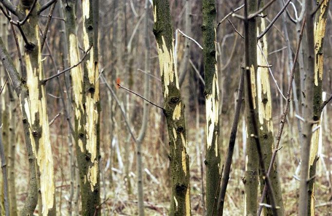 Takto dokáže ohlodat spárkatá zvěř stromy. Snímek je z lesa v Krušných horách