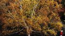 A woman walks past changing autumn leaves in Sheffield Park Gardens near Haywards Heath in southern England October 17, 2012. REUTERS/Luke MacGregor (ENVIRONMENT SOCIETY) Published: Říj. 17, 2012, 3:37 odp.