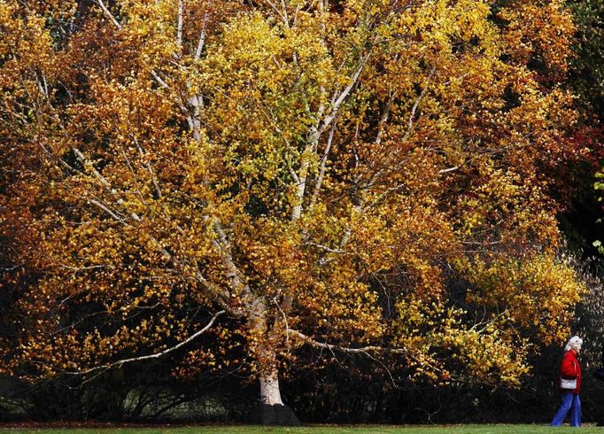 A woman walks past changing autumn leaves in Sheffield Park Gardens near Haywards Heath in southern England October 17, 2012. REUTERS/Luke MacGregor (ENVIRONMENT SOCIETY) Published: Říj. 17, 2012, 3:37 odp.